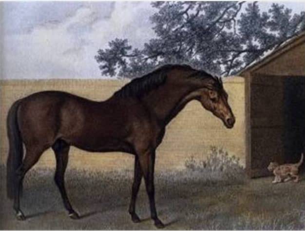 C:\Users\user\Desktop\Godolphin Arabian .jpeg