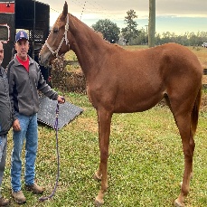 A person standing next to a horse
AI-generated content may be incorrect.
